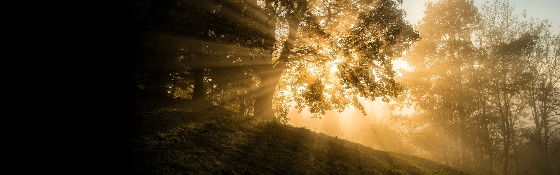 Träd i skog